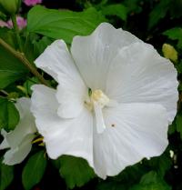 Ibišek syrský 'Diana' (Hibiscus syriacus)