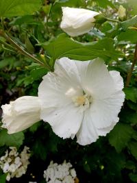 Ibišek syrský 'Diana' (Hibiscus syriacus)