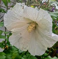 Ibišek syrský 'Diana' (Hibiscus syriacus)