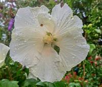 Ibišek syrský 'Diana' (Hibiscus syriacus)