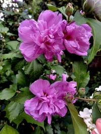 Ibišek syrský 'Magenta Chiffon' (Hibiscus syriacus)