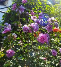 Ibišek syrský 'Magenta Chiffon' (Hibiscus syriacus)