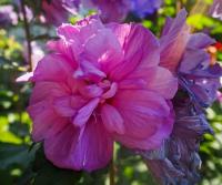 Ibišek syrský 'Magenta Chiffon' (Hibiscus syriacus)
