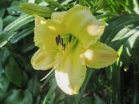 Denivka 'Astolat' (Hemerocallis)