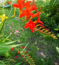 Montbrécie 'Lucifer' (Crocosmia)