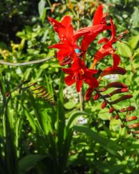 Montbrécie 'Lucifer' (Crocosmia)