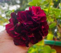 Pelargonie štítnatá 'Tommy' (Pelargonium peltatum)