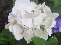 Hortenzie velkolistá 'Snowball' (Hydrangea macrophylla)