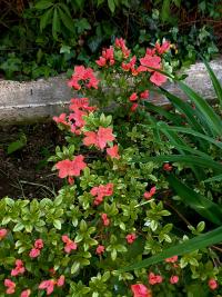 Pěnišník japonský 'Orange Beauty' (Rhododendron molle subsp japonicum)