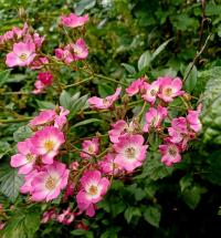 Růže 'Mozart' - Sadové růže (Rosa)