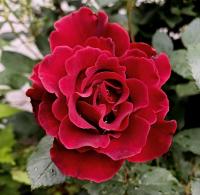Růže 'Don Juan' - Pnoucí růže (Rosa)