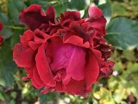 Růže 'Don Juan' - Pnoucí růže (Rosa)