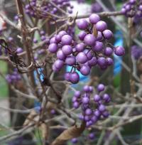 Krásnoplodka Bodinierova (Callicarpa Bodinieri)