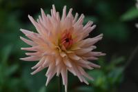 Jiřinka (Dahlia)