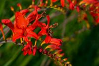 Montbrécie 'Lucifer' (Crocosmia)