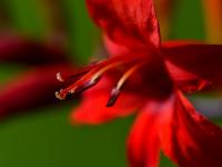 Montbrécie 'Lucifer' (Crocosmia)
