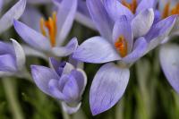 Šafrán jarní 'Vanguard' (Crocus vernus)