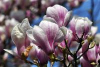 Šácholan olysalý 'Forrest's Pink' (Magnolia denudata)
