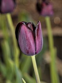 Tulipán 'Queen of Night' - Jednoduché pozdní tulipány (Tulipa)