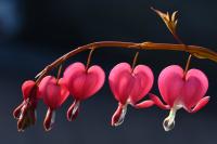 Srdcovka nádherná (Lamprocapnos spectabilis)