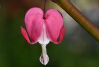 Srdcovka nádherná (Lamprocapnos spectabilis)