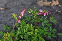 Srdcovka nádherná (Lamprocapnos spectabilis)