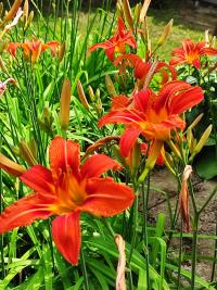 Denivka plavá (Hemerocallis fulva)