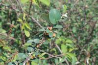 Skalník celokrajný (Cotoneaster integerrimus)