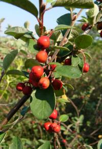 Skalník celokrajný (Cotoneaster integerrimus)