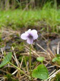 Violka bahenní (Viola palustris)