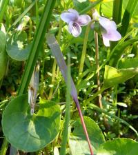 Violka bahenní (Viola palustris)