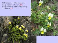 Violka trojbarevná (Viola tricolor)