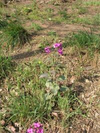 Miesiącznica roczna (Lunaria annua)