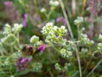 Chmerek (Scleranthus)