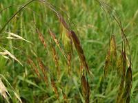 Sveřep luční (Bromus commutatus)