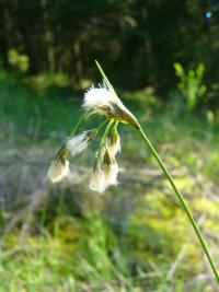 Suchopýr širolistý (Eriophorum latifolium)