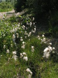 Suchopýr širolistý (Eriophorum latifolium)
