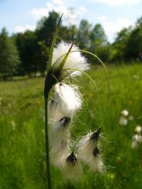 Suchopýr širolistý (Eriophorum latifolium)