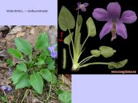 Violka srstnatá (Viola hirta)