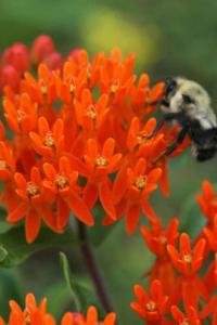 Klejicha hlíznatá (Asclepias tuberosa)