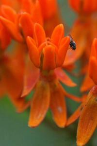Klejicha hlíznatá (Asclepias tuberosa)