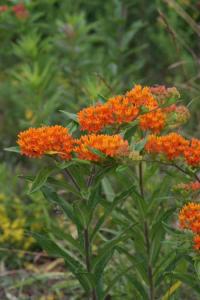 Klejicha hlíznatá (Asclepias tuberosa)