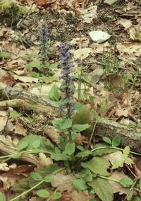 Zběhovec plazivý (Ajuga reptans)