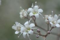 Šater latnatý (Gypsophila paniculata)