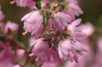 Vřes obecný (Calluna vulgaris)