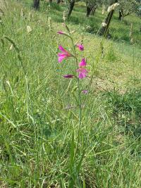 Mečík polní (Gladiolus italicus)