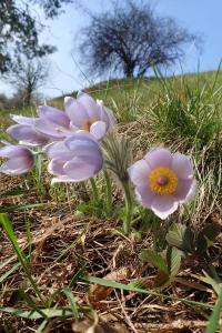 Koniklec velkokvětý (Pulsatilla grandis)
