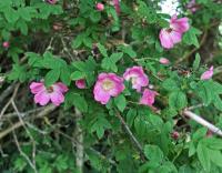 Růže převislá (Rosa pendulina)