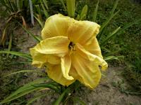 Denivka 'Double Ball' (Hemerocallis)