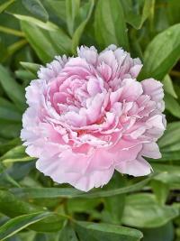 Pivoňka čínská 'Sarah Bernhardt' (Paeonia lactiflora)